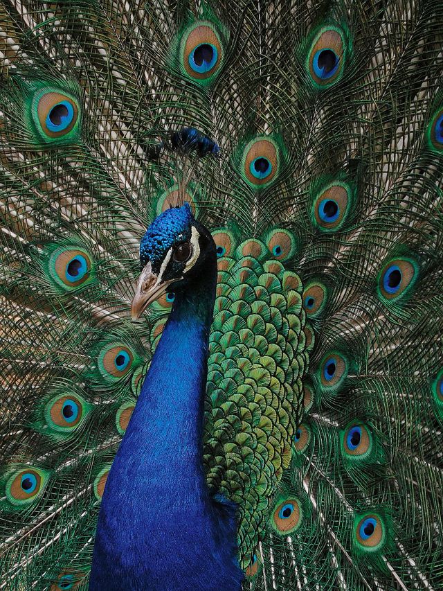 peacock